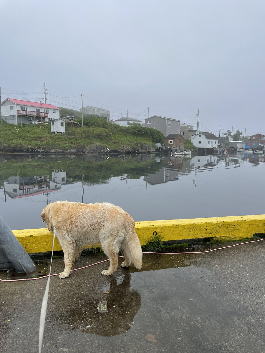 It’s a grey foggy morning in Burgeo but my nose tells me that the wind will blow the fog away. I checked the lines, cleaned up the scraps and left my mark. Life of Chum.