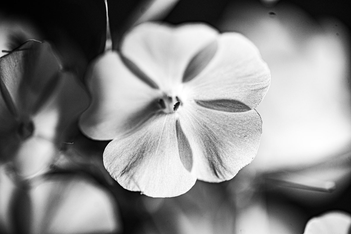 oysm1's tweet photo. โEven the purest petals cast a shadow of doubt.โ โ Othello (inspired by William Shakespeare)
#othello #shakespeareinspired #monochromepoetry #flowerandtragedy #shadowofdoubt #desdemona #petalsofdrama #visualshakespeare #dramaticmacro #baroquevibes #photopoem https://t.co/rFCjNr8ffx