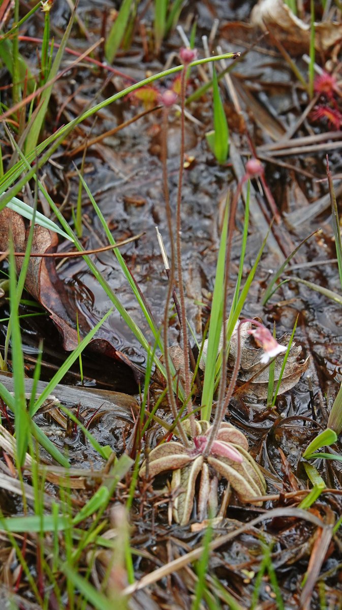 1flutterby4's tweet image. Another beautiful fresh Ringlet in the Great Plantation. Counted 30+ Pale Butterwort in a small Dartmoor bog. Best count ever for me. @dartmoornpa @Love_plants @BrennanMartin #Wildflower @DevonWildlife