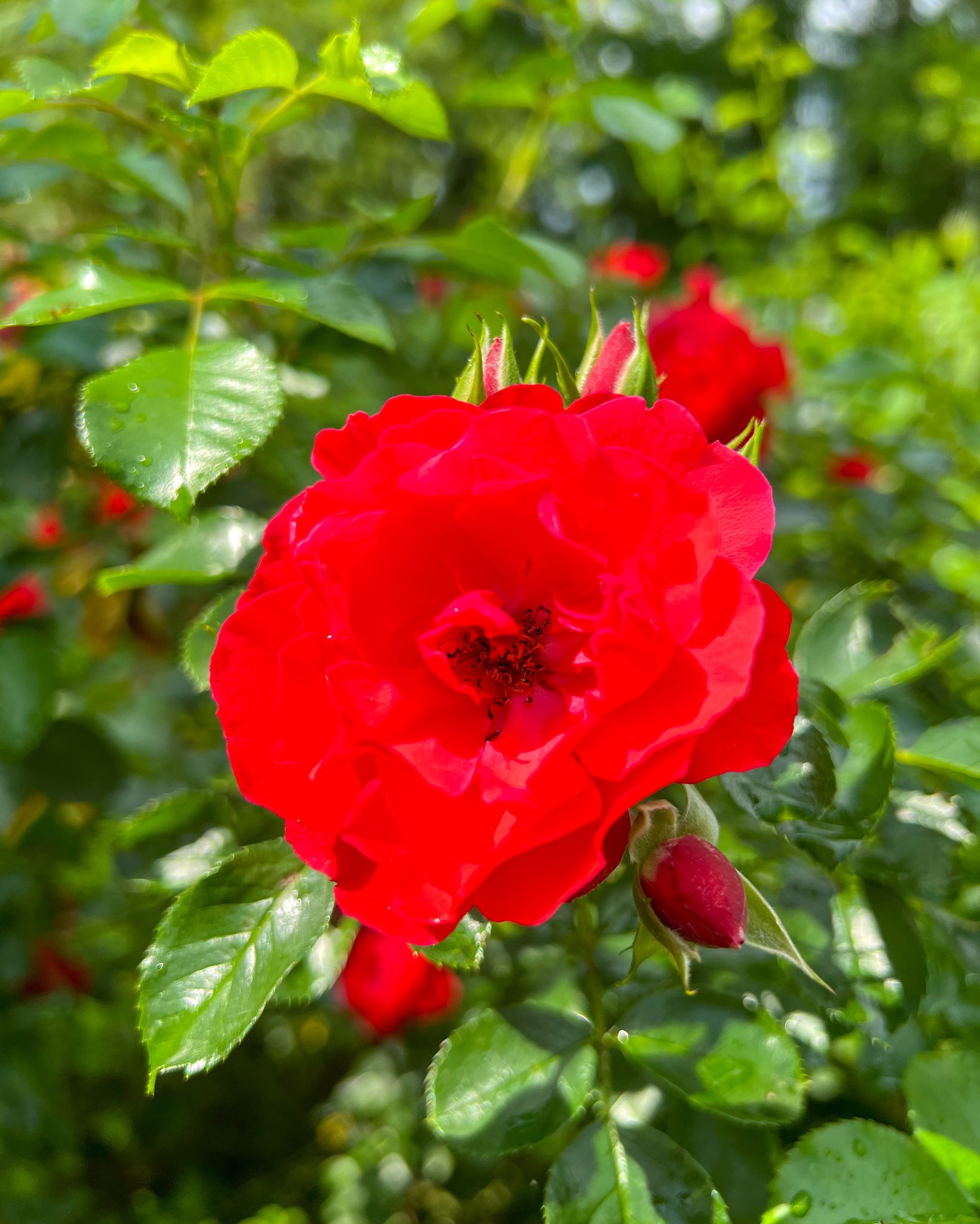 薔薇の花は薄紅く咲く 全16巻セット 四季咲き半つるバラ苗 シュリンクス 2年生大苗 登録品種・品種