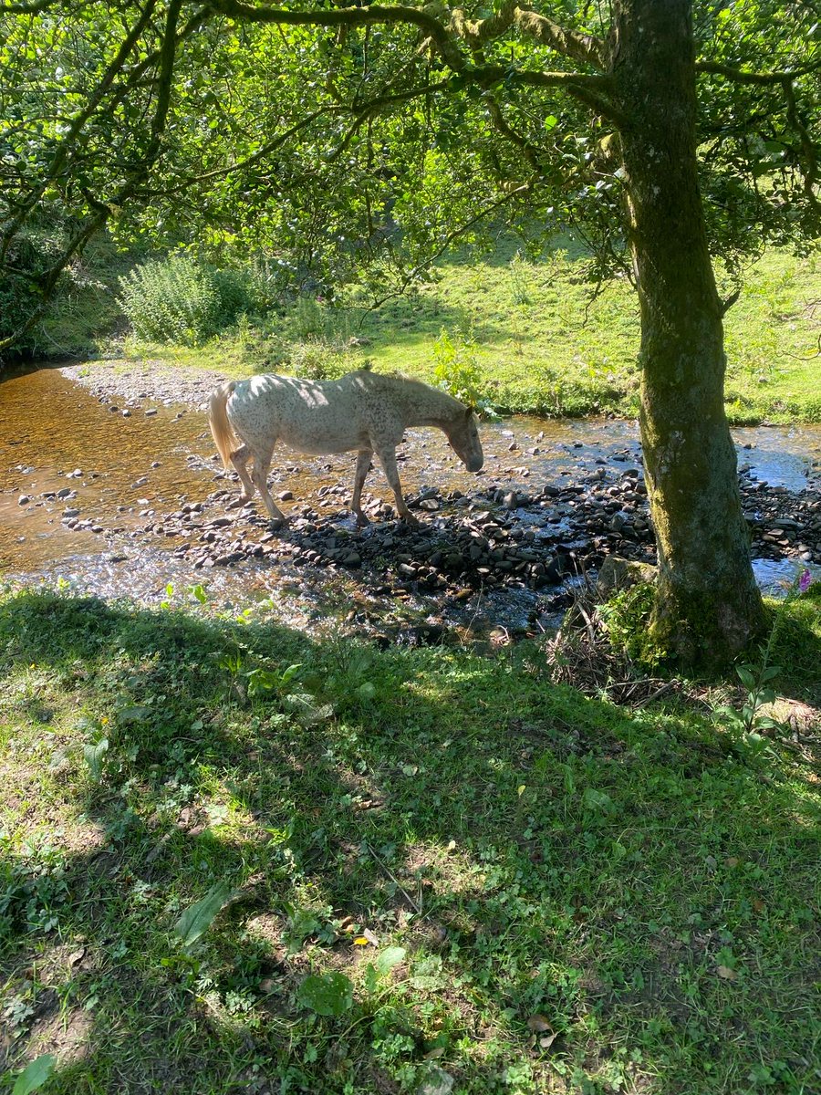 Our summer fieldwork campaign has just started, and we have already made some new friends. 🐴

#eDNA #freshwater