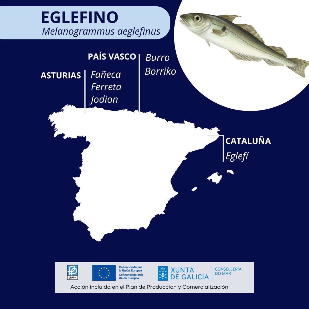 👉La denominación comercial es el nombre común de la especie en la lengua oficial española y, en ocasiones, puede ser otro nombre local o regional.

Cada #pescado puede tener muchos nombres comerciales, según la zona.

Acción patrocinada por la <a href="/Xunta/">Xunta de Galicia</a> de Galicia y el #FEMPA