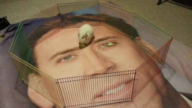 venuslovesrats's tweet image. living in Nicholas Cage