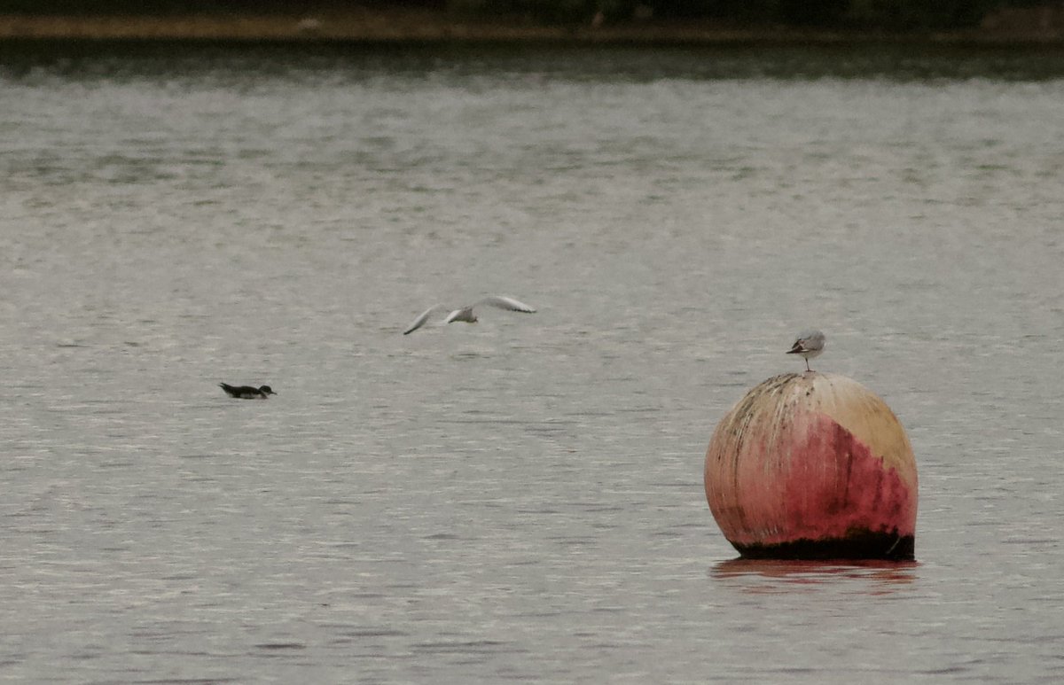 Mark Robanson tweet media