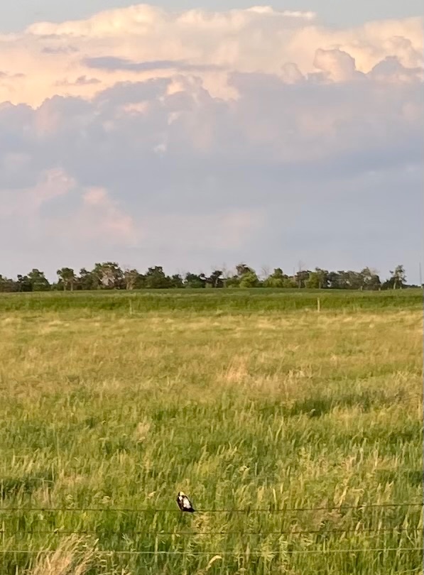 SundanceFarms's tweet photo. Eastern bobolink on the fence, lots of these birds in the pasture. #Wildlife #habitat #WildlifeWednesday #wildbirds #WithNature https://t.co/TW9fqwPB5S