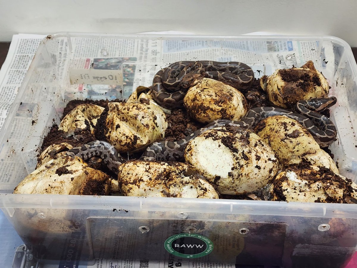 ranjeetnature's tweet photo. 22 Indian Rock Python eggs rescued from drain in Mumbai hatch in wildlife rehabilitation facility
https://t.co/m4Y3A1nKOM
#wild #mumbai #snakesofmumbai #indianrockpython @mid_day @raww_tweets @MahaForest https://t.co/CiPGn7rmq2