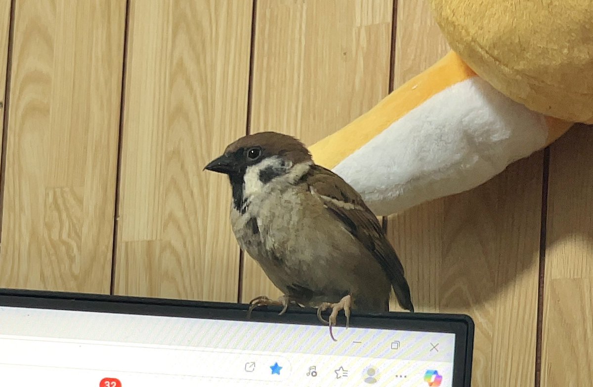 すず子3歳になりました🎊
保護して２週間→1歳→2歳→3歳(今日)
キミがずっと健康でのんびり楽しく暮らせるようにこれからも飼い主は努めます✨