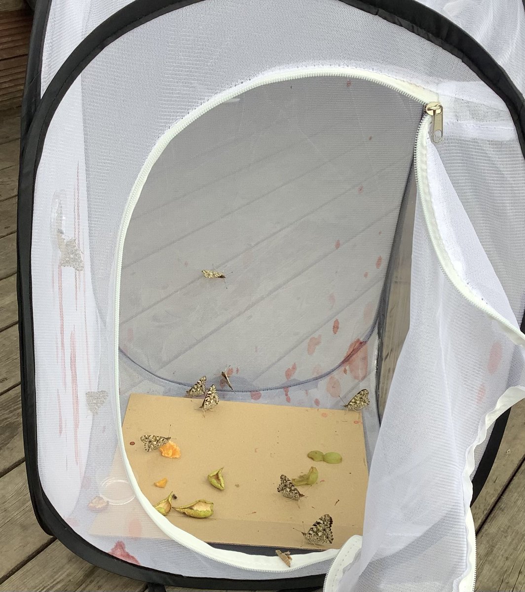 ReinwoodJuniors's tweet photo. 5D’s caterpillars have turned into beautiful butterflies! #RJS5D https://t.co/NmSUNj9Z3O