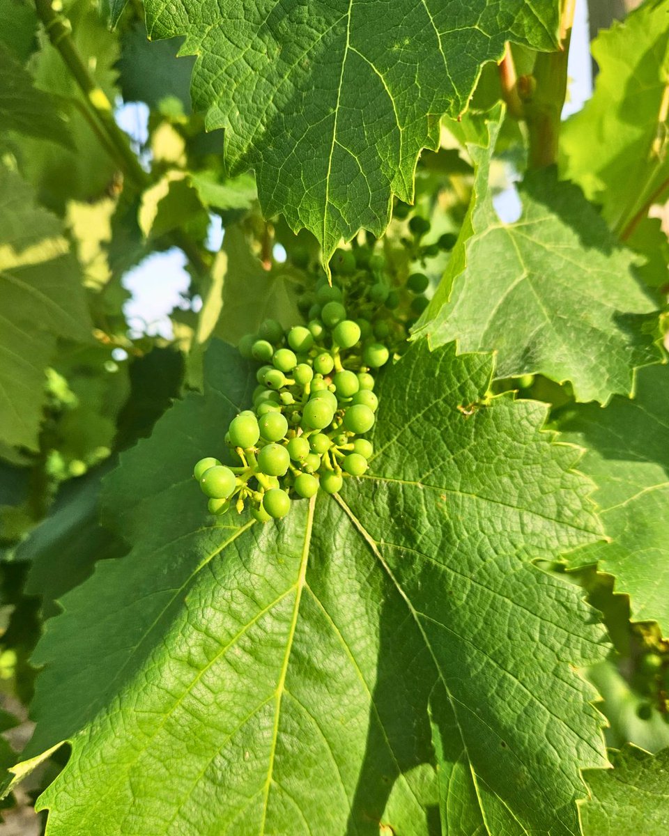 Mais que se passe-t-il en ce moment dans les vignes ? 🌿
🔍 Une étape clé du cycle de la vigne, juste après la floraison…
Devines-tu laquelle ? 👇
💬 Réponse dimanche 👀

#Vitipeps #plantdevigne #plantsdevigne #madeinfrance #Vineplant #frenchvineplant #vinenursery