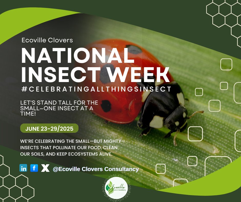 EcovilleClovers's tweet photo. 1/4 🐞 “Has anyone ever shown you a beetle’s world?”
This week, kids will learn about ants lifting crumbs &amp; ladybirds in marigolds and many more insects worldwide.
That’s #NationalInsectWeek (June 23–29) #CelebratingAllThingsInsect 🌿 https://t.co/MQeee6hXMg