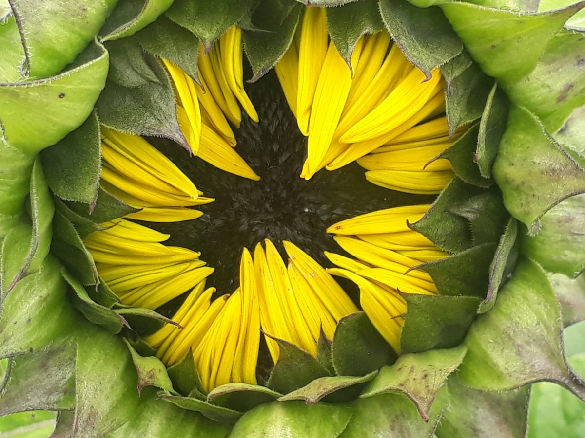 Bodleian LAC Library tweet media