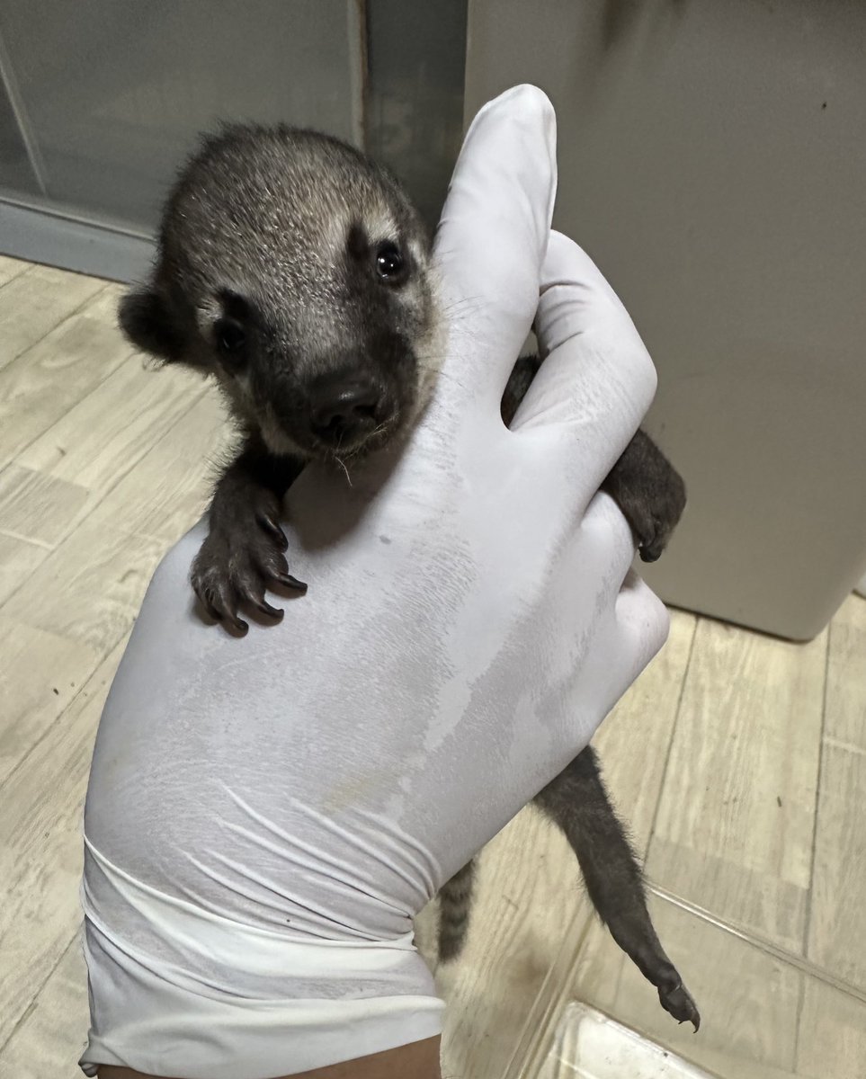 かわいい😍

#アカハナグマブリーダー 
#アカハナグマ 
#Nasuanasua
#エキゾチックアニマル
#愛知県