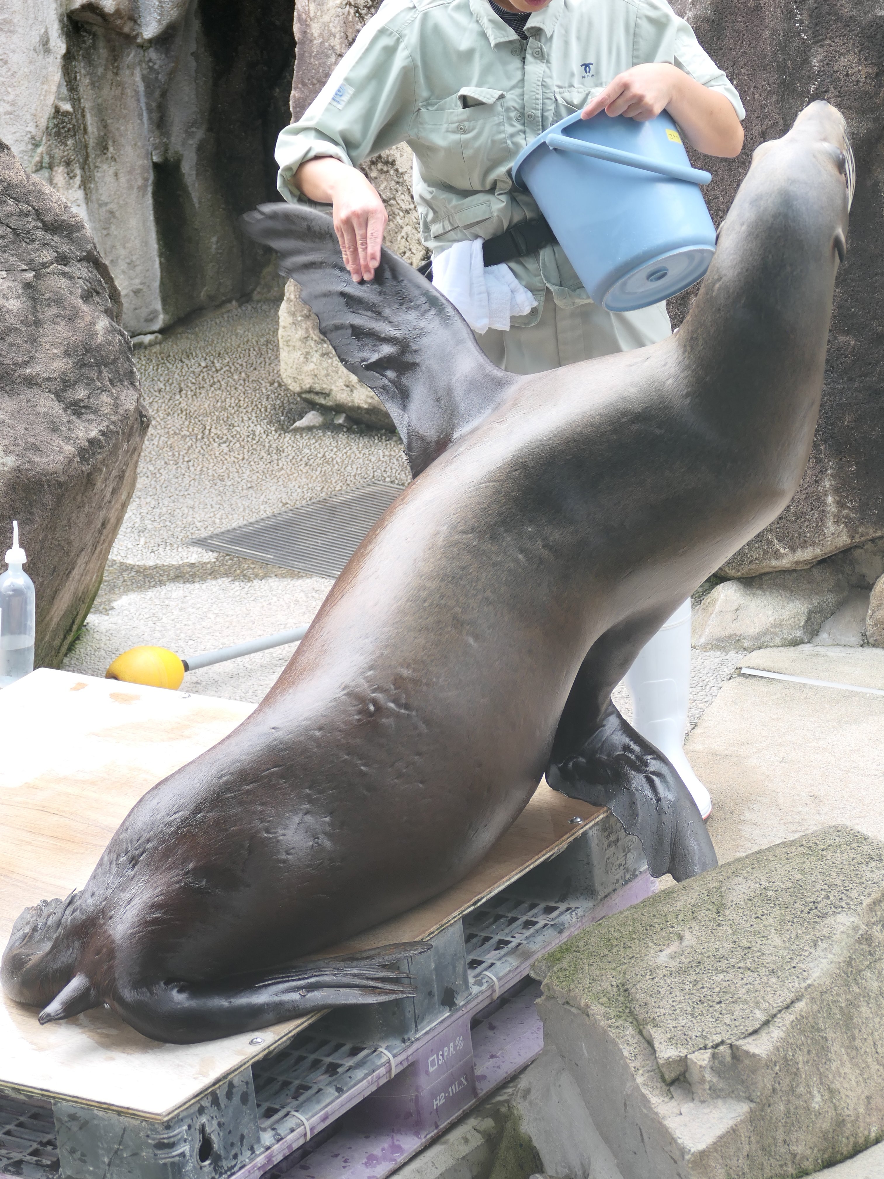 しながわ水族館 on X: 
