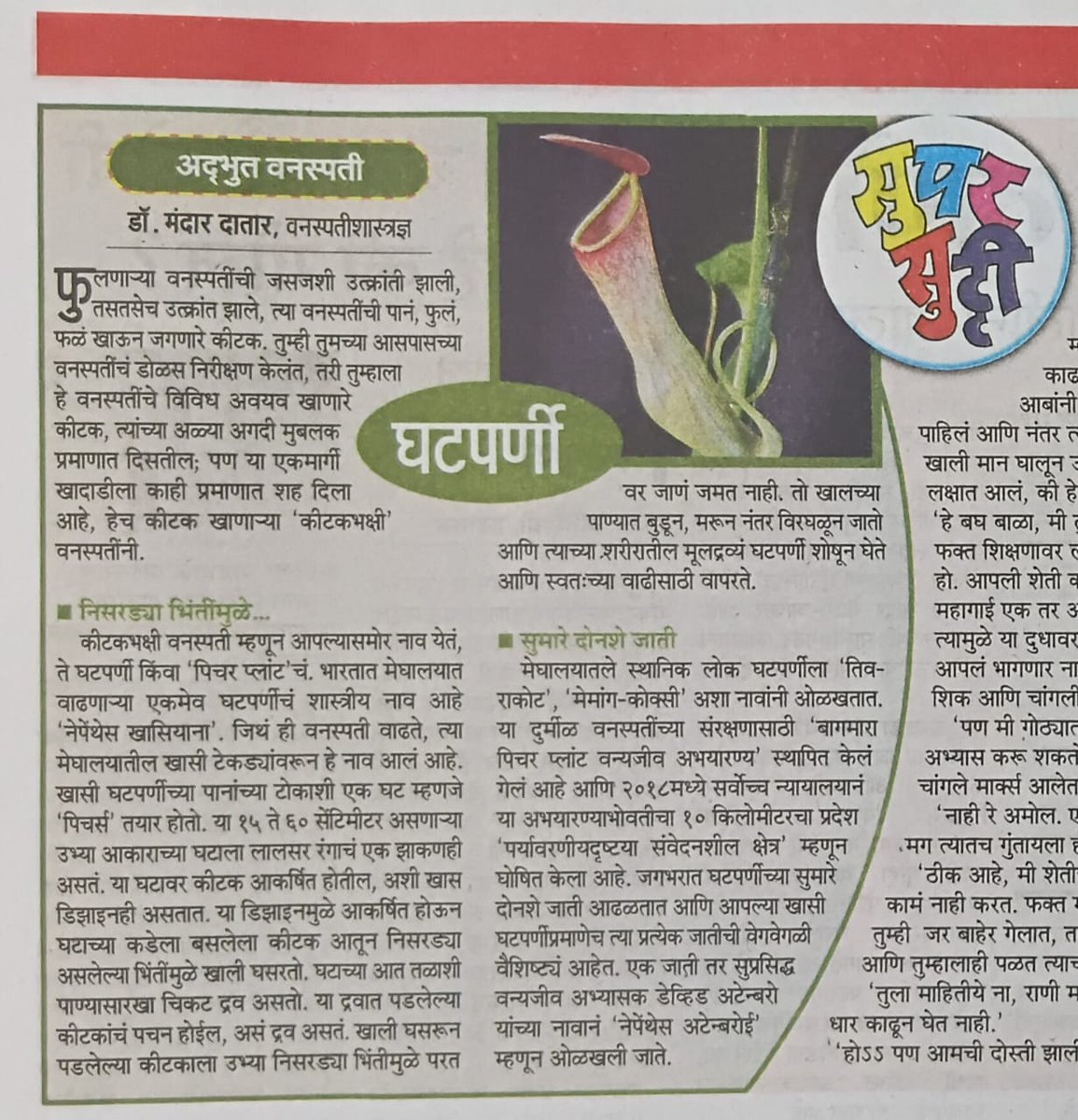 ari_pune's tweet photo. A series of short articles by Dr. Mandar Datar, Scientist from @ari_pune , on unique plants from around the world is being featured in the Maharashtra Times as part of a special page for kids!  These articles are a wonderful blend of science and storytelling—perfect to spark curiosity and appreciation for plant diversity among young readers. 

 पुण्यातील आघारकर अनुसंधान संस्थेचे शास्त्रज्ञ डॉ. मंदार दातार यांनी लिहिलेल्या जगभरातील वैशिष्ट्यपूर्ण वनस्पतींवर आधारित लघुलेखांची एक मालिका सध्या ‘महाराष्ट्र टाइम्स’ मध्ये “सुपर सुट्टी’ या लहान मुलांसाठीच्या विशेष पानावर प्रसिद्ध होत आहे!  ही लेखमाला विज्ञान आणि गोष्टींचे सुरेख मिश्रण असून छोट्या वाचकांमध्ये वनस्पतींच्या विविधतेविषयी कुतूहल निर्माण करण्यासाठी उपयुक्त ठरावी अशी आशा आहे.

Pitcher plant (Ghatparni – likely Nepenthes or Cephalotus in India) – Insectivorous plants with modified leaves forming pitfall traps; thrive in nutrient-poor soils by digesting trapped insects.