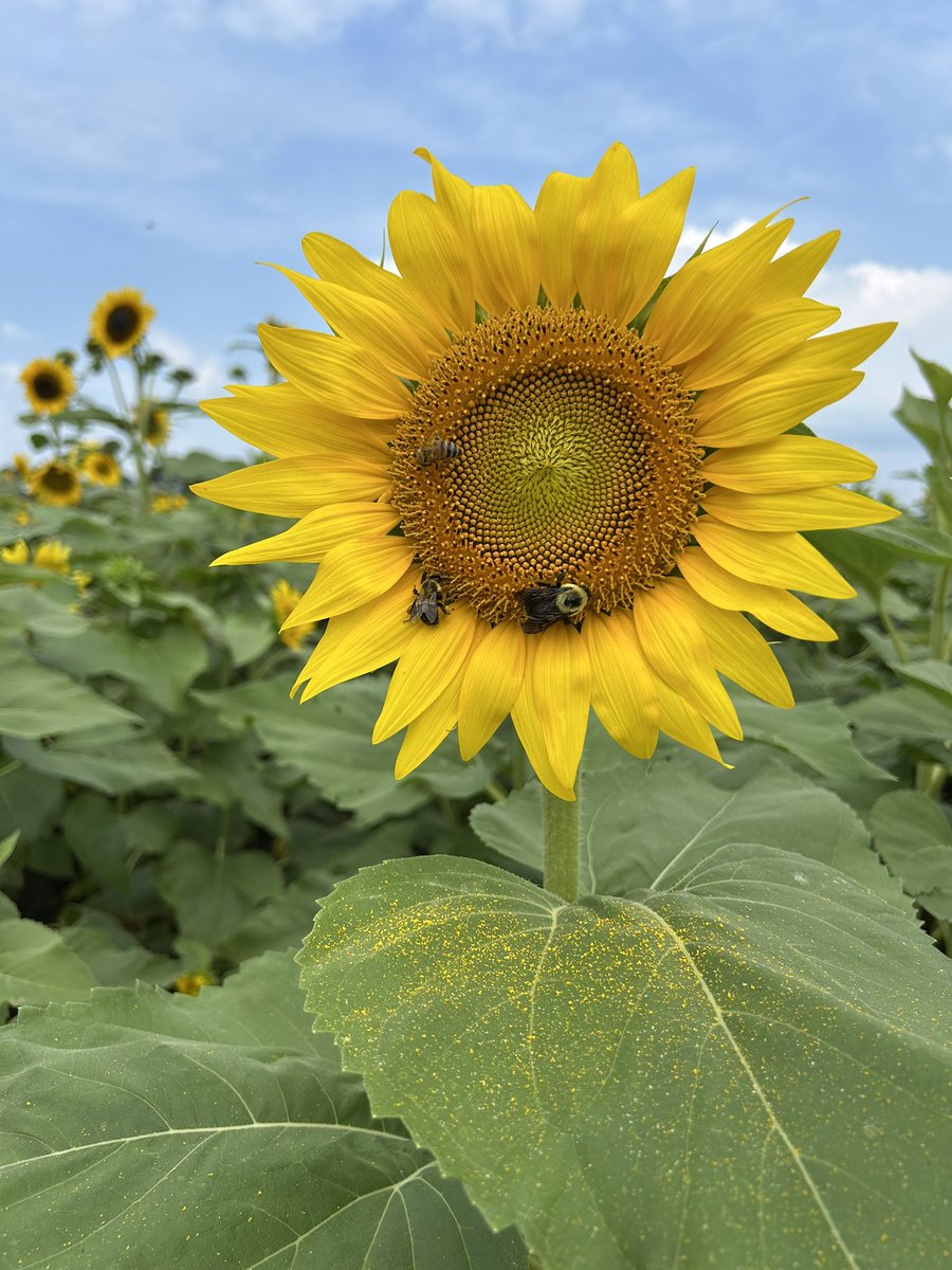 The #Sunflowers at the sunflower maze were absolutely perfect for bee watching😃🌻🐝

#Flowers #Bees #Gardening #Plants #GulfOfMexico #FlowerReport #Summertime