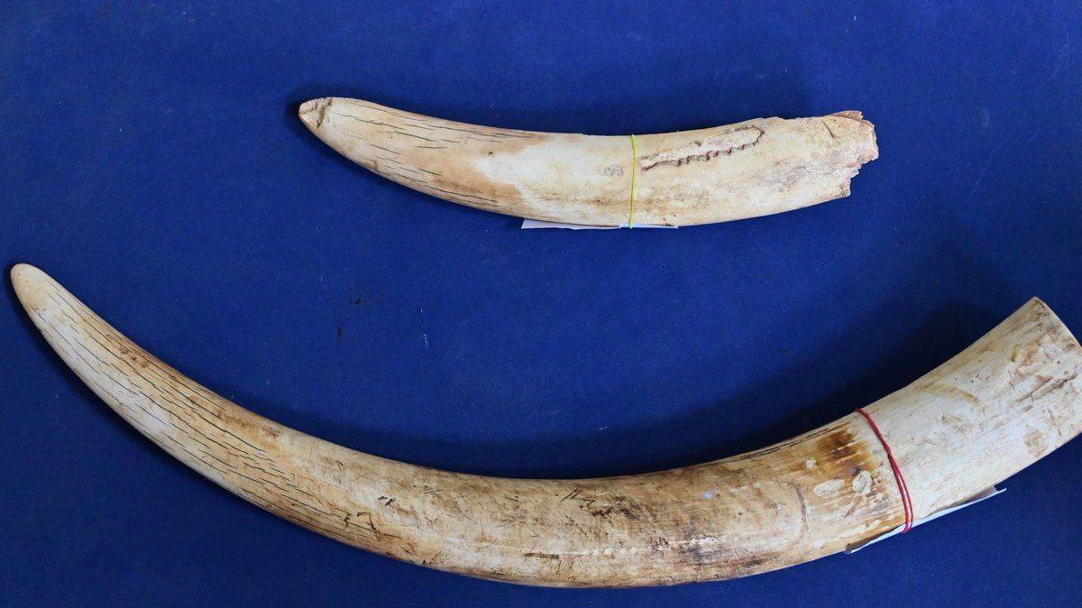 NewsMeter_In's tweet photo. #Hyderabad---
#Ivorysmuggling busted in Hyderabad
@RachakondaCop & #Hayathnagar Forest officials nabbed a man with 5.62 kg of #elephanttusks worth Rs 3 Cr.
The accused, a repeat offender, planned the deal with an associate who is now absconding.
#WildlifeCrime #RachakondaPolice #IvorySeizure #HyderabadNews