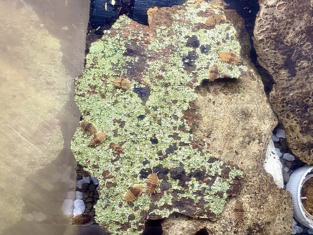 Gillianusも早くわらわらしてくれないかね～