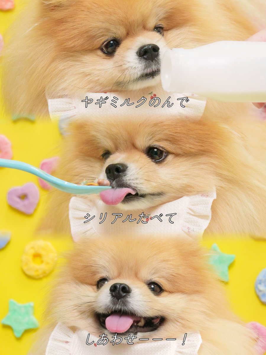 もちゃん🐶🍮ポメラニアン (@mochan__1222) / X