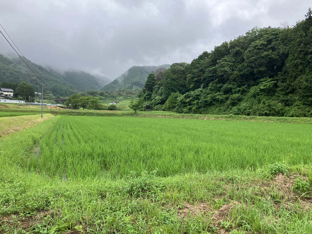 Early0220's tweet photo. 最近色々あって田舎に帰っている。
散歩がてら田んぼに
🐗に注意 https://t.co/nSBHUa0G2i
