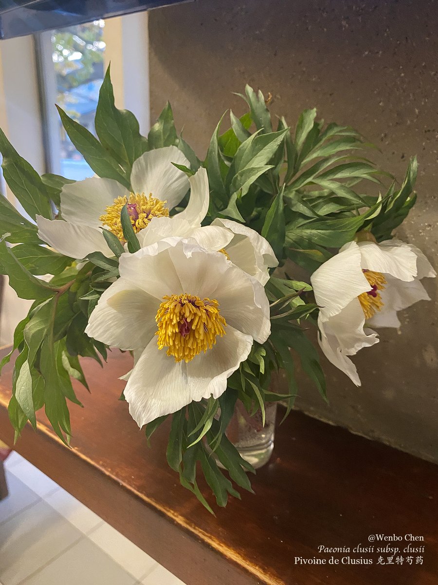 Wenbo77's tweet image. I really wanted to see this peony (Paeonia clusii subsp. clusii) in Crete, unfortunately, due to overgrazing and overcollecting, it is now so rare that even the locals haven't seen it in the wild for years. (This cut flower was from the garden of my hotel manager's relative.)