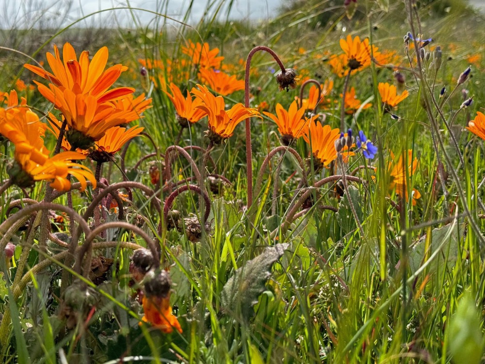 I 💛 Darling Newsletter - mailchi.mp/38d73802b946/i…

Click on Facebook Page Newsletter tab to subscribe to this weekly newsletter.

PHOTO:  Wilferd Duckitt