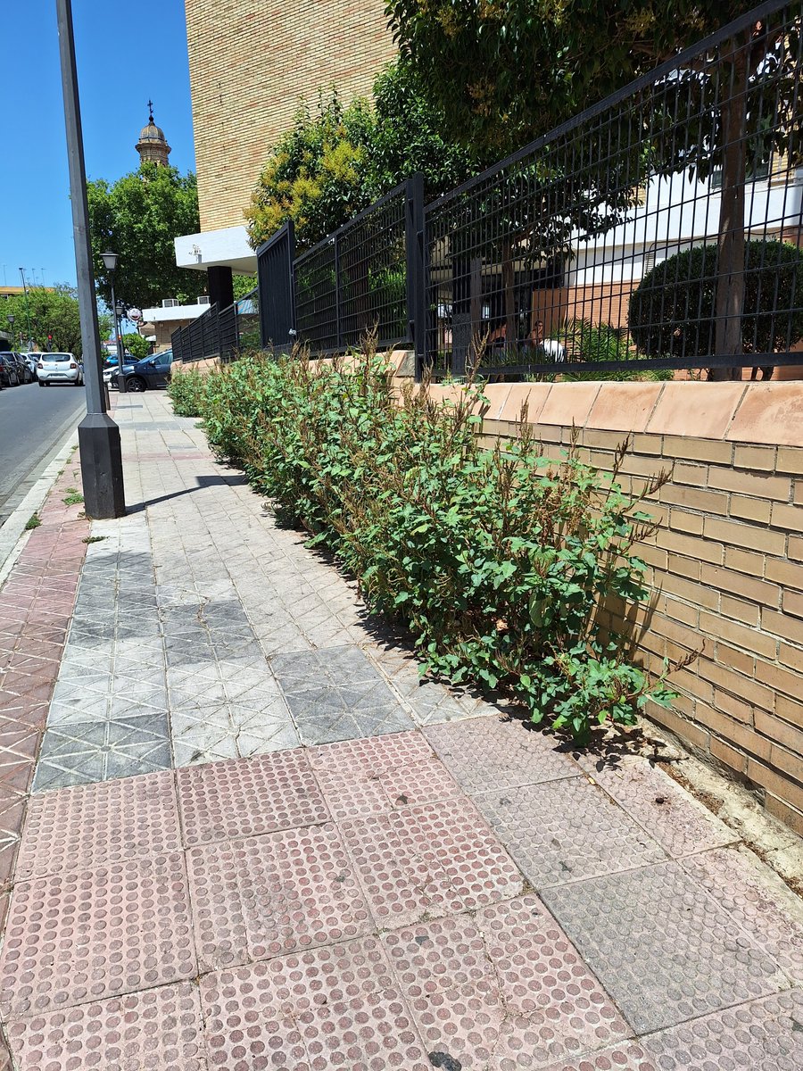 Hola <a href="/LipasamSevilla/">Lipasam</a>, no son setos decorativos, son malas hierbas, y la comunidad de vecinos no se hace responsable ¿podéis hacer algo? Cristo de la Sed 43.