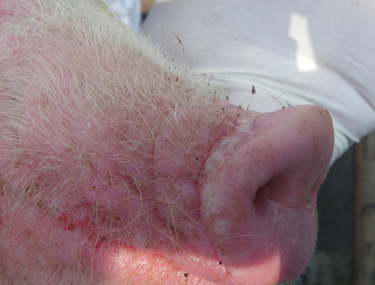 Efeagro (@efeagro) on Twitter photo La fiebre aftosa alerta a Europa y España mira cautelosa mientras investiga el virus <a href="/CISA_INIA_CSIC/">CISA - Centro de Investigación en Sanidad Animal</a> <a href="/biogenesisbago/">Biogénesis Bagó</a>
efeagro.com/espana-fiebre-… La fiebre aftosa alerta a Europa y España mira cautelosa mientras investiga el virus <a href="/CISA_INIA_CSIC/">CISA - Centro de Investigación en Sanidad Animal</a> <a href="/biogenesisbago/">Biogénesis Bagó</a>
efeagro.com/espana-fiebre-…