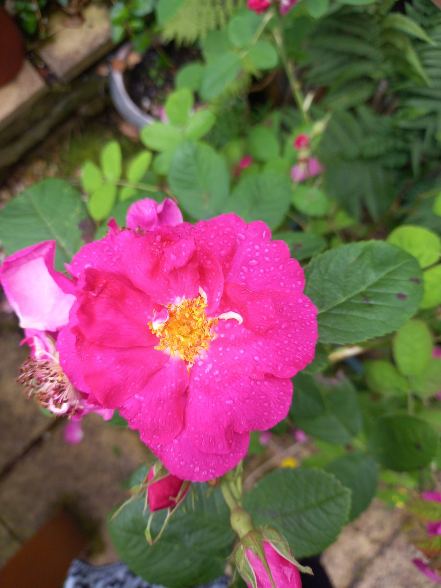 WILDFLOWER AROMATICS tweet media