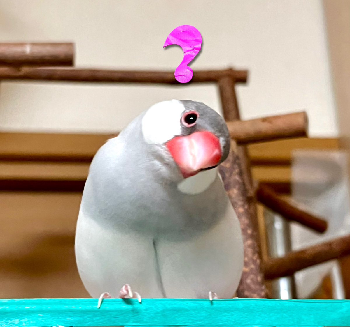 はて？
　#文鳥