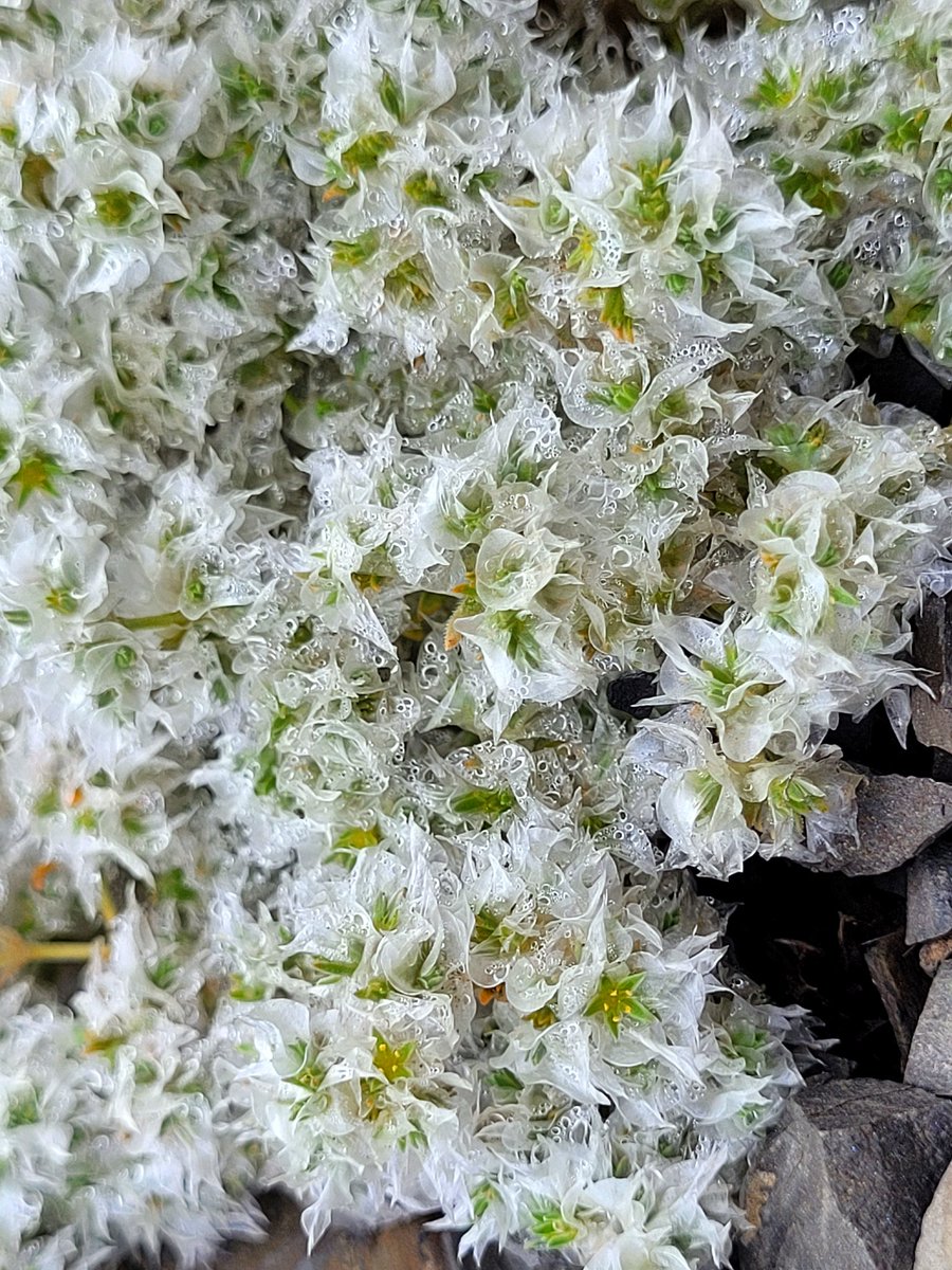 Paronychia kurdica Boiss.
Caryophyllaceae
West Azerbaijan, Iran
June 2025
Elevation 2000m