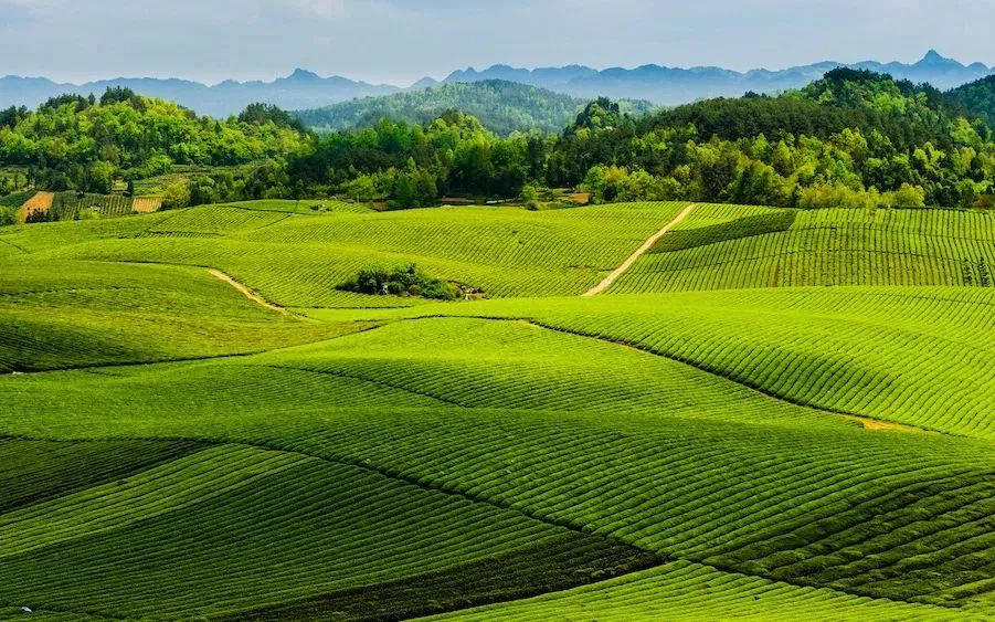 InZunyi's tweet image. #Zunyi makes history with its 6th consecutive ranking in China's Top 20 Cities for Sustainable Health and Wellness, as its Chishui and Fenggang counties shine in the top 100 counties list. #ZunyiUpdates