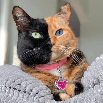 Venus tweet media