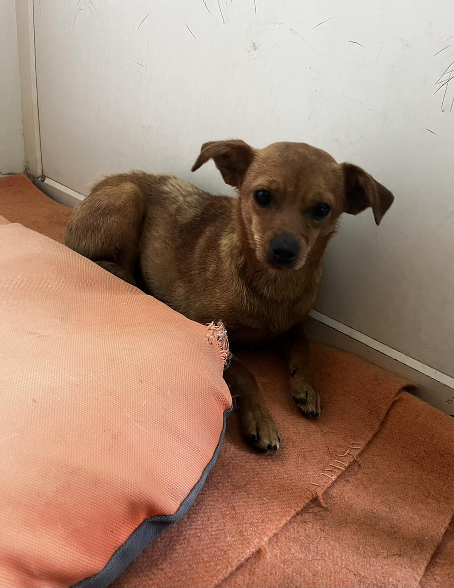 LUNKA🐶🙏🏡🆘To taki mały śliczny okruszek, który bardzo kiepsko rozpoczął swoje życie😰
Ma 8 m-cy i waży 3 kg …a bagażem życiowym mogłaby obciążyć już niejednego💔Schronisko Orzechowce
37-712 Orzechowce 3
📞16 672-07-07  📞787-212-469