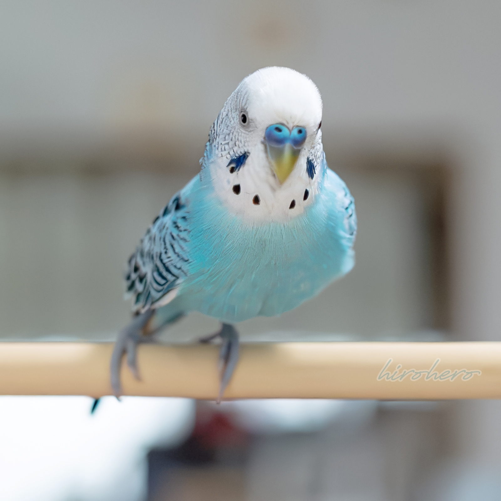 hirohero (@hirohero) / X