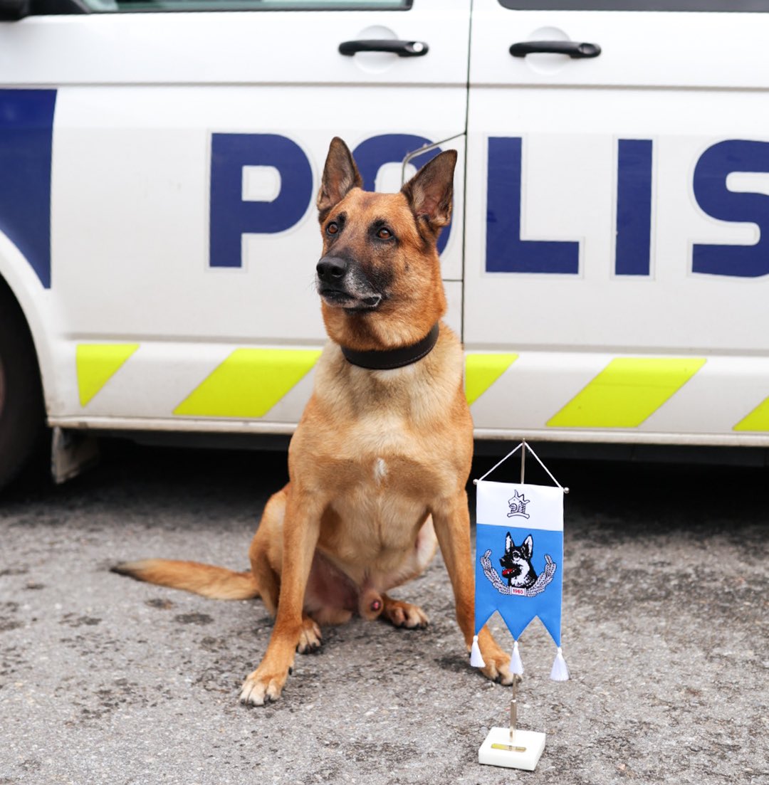 Poliisikoira Sokka sai ohjaajansa kanssa 25.6.2025 hengenpelastusviirin Pieksämäellä huhtikuussa suoritetusta etsintätehtävästä. Sokka onnistui löytämään maastosta henkilön, joka ei todennäköisesti olisi selvinnyt hengissä aamuun asti. Onnittelut Sokalle❤️
