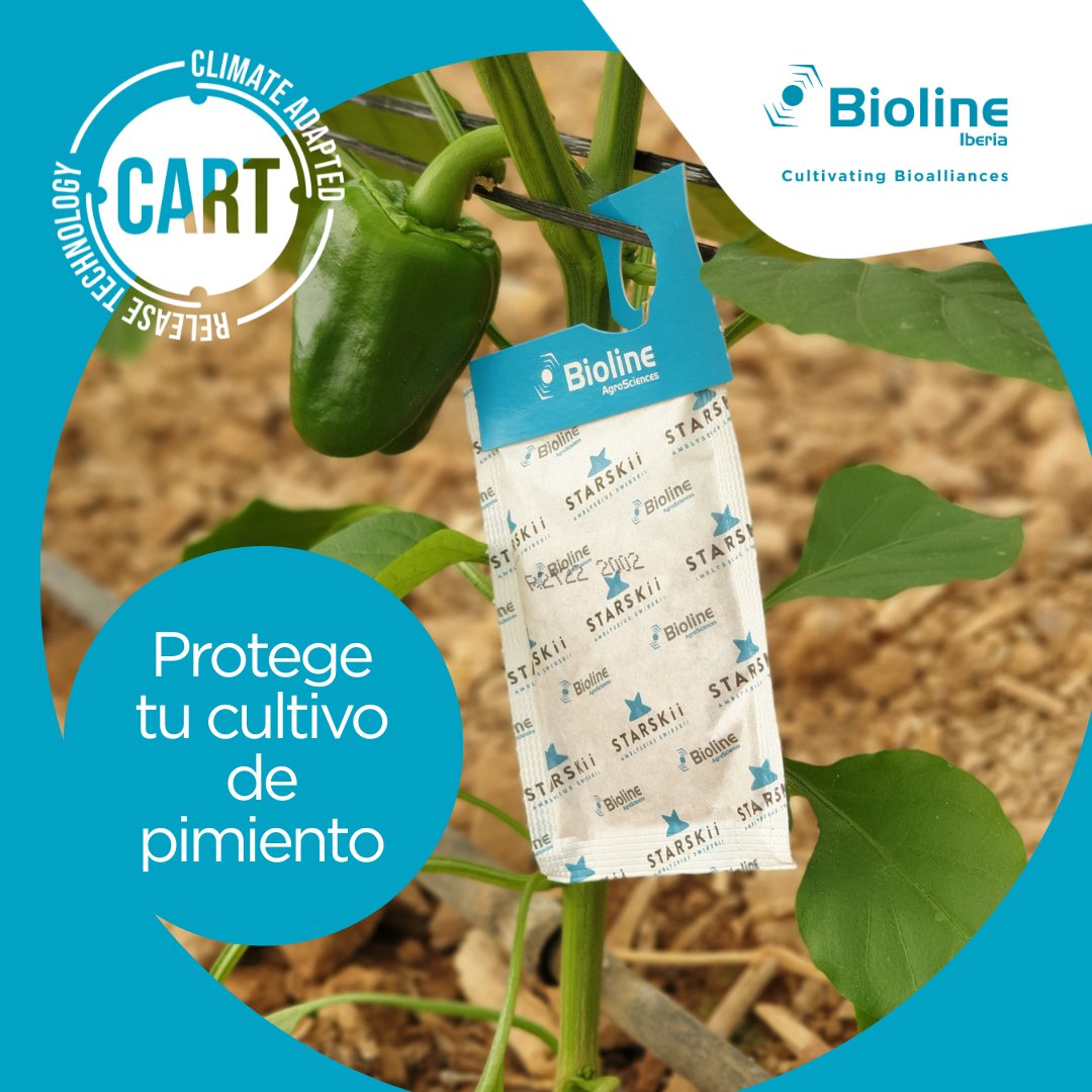 💪 Ventajas de Starskii®:
✔️ Producido bajo el sello de CART R: adaptado a las condiciones climáticas más adversas.
✔️ Disponible en sobres gancho y sobres Gemini® 

Confía en Bioline Iberia para proteger tus pimientos con soluciones naturales y sostenibles.
☎️ 950 603 403