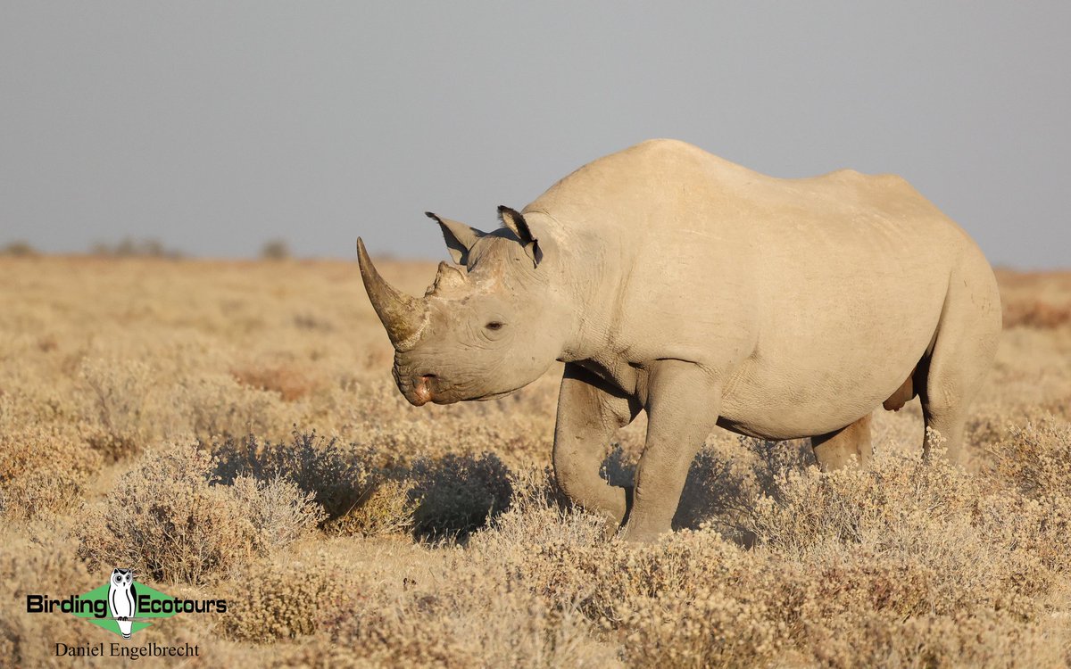 Bookings now open for our 2026 Namibia, Okavango &amp; Victoria Falls Birding Adventure!

Explore deserts, woodlands, wetlands &amp; epic wildlife over 2.5 weeks.

This tour sells fast—secure your spot now!

👉 [birdingecotours.com/tour/birding-t…]