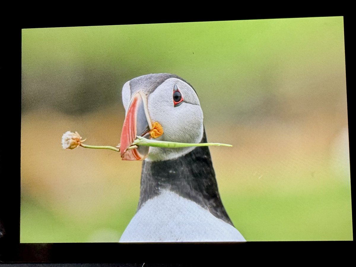 highland_andy's tweet image. The #Puffins on #Noss say it with flowers!
Enjoying a day on this beautiful island with my last group of guests for #Shetland2025
Sad that it’s my last few day up here 🥹
@PromoteShetland