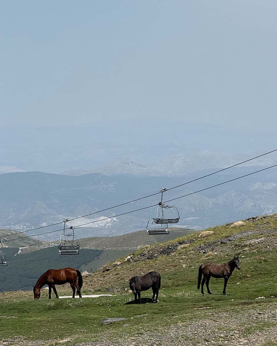 El paso de la primavera al #verano
está siendo espectacular en #SierraNevada… y a una
temperatura envidiable.

🔜 Temporada verano: del 19 de julio al 24 de agosto
🚡Remontes
🏊 Piscina
🥾Senderismo
🚵‍♀️Rutas e-bike
✨Astroturismo
ℹ️ sierranevada.es