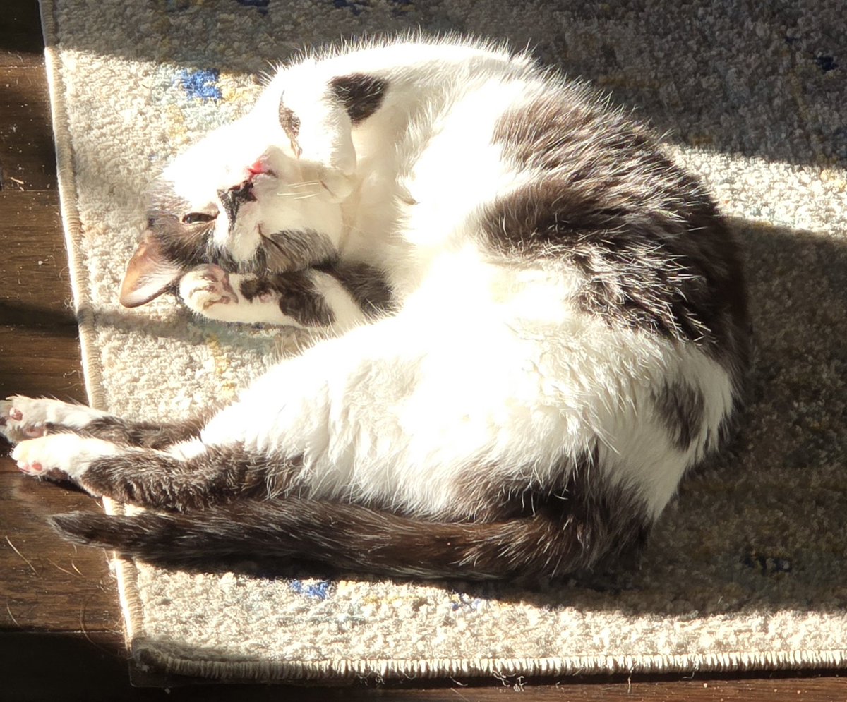 Mizzteq (💙mtqcapture.bsky.social) tweet media