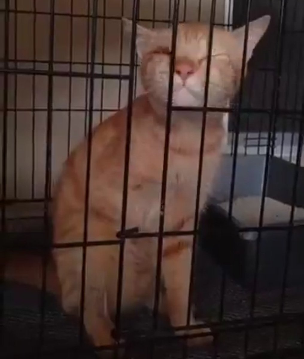 Berkaki tiga &amp; buta sebelah mata. 🥹

Super manja &amp; friendly tapi tak mampu nak defend diri atas kekurangan yang ada. 

Anyone can adopt? It mean seem small. But from Oyen hearts, its means everything. Please consider adopting. 🙏🏻🥹