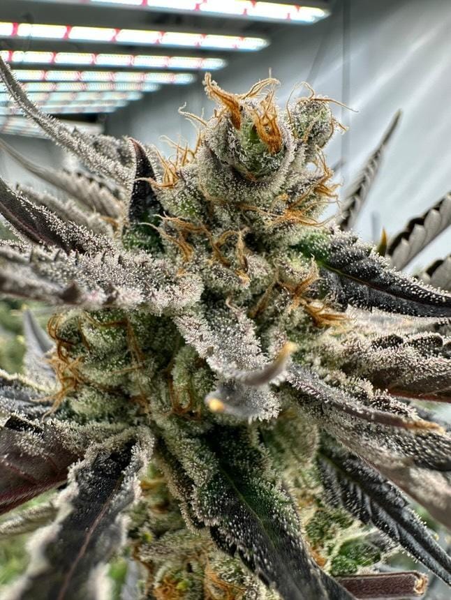 ProXL results! Fans photos. 
Amazing flowers #Vadim!
Thanks for sharing my friend.
#ProfessionalHorticulture #ProXL