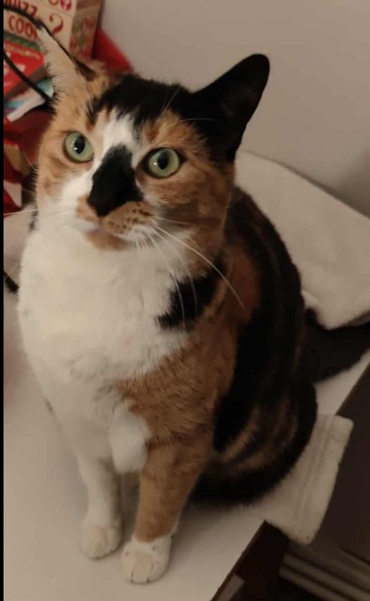 MissingTarn81's tweet photo. 25.06.25 Perdue chatte tricolore à Mazamet (Champ de la Ville). Tatouée. Contact : https://t.co/IRrLSDdzjN #Tarn #chat https://t.co/3JKRHSWPT7