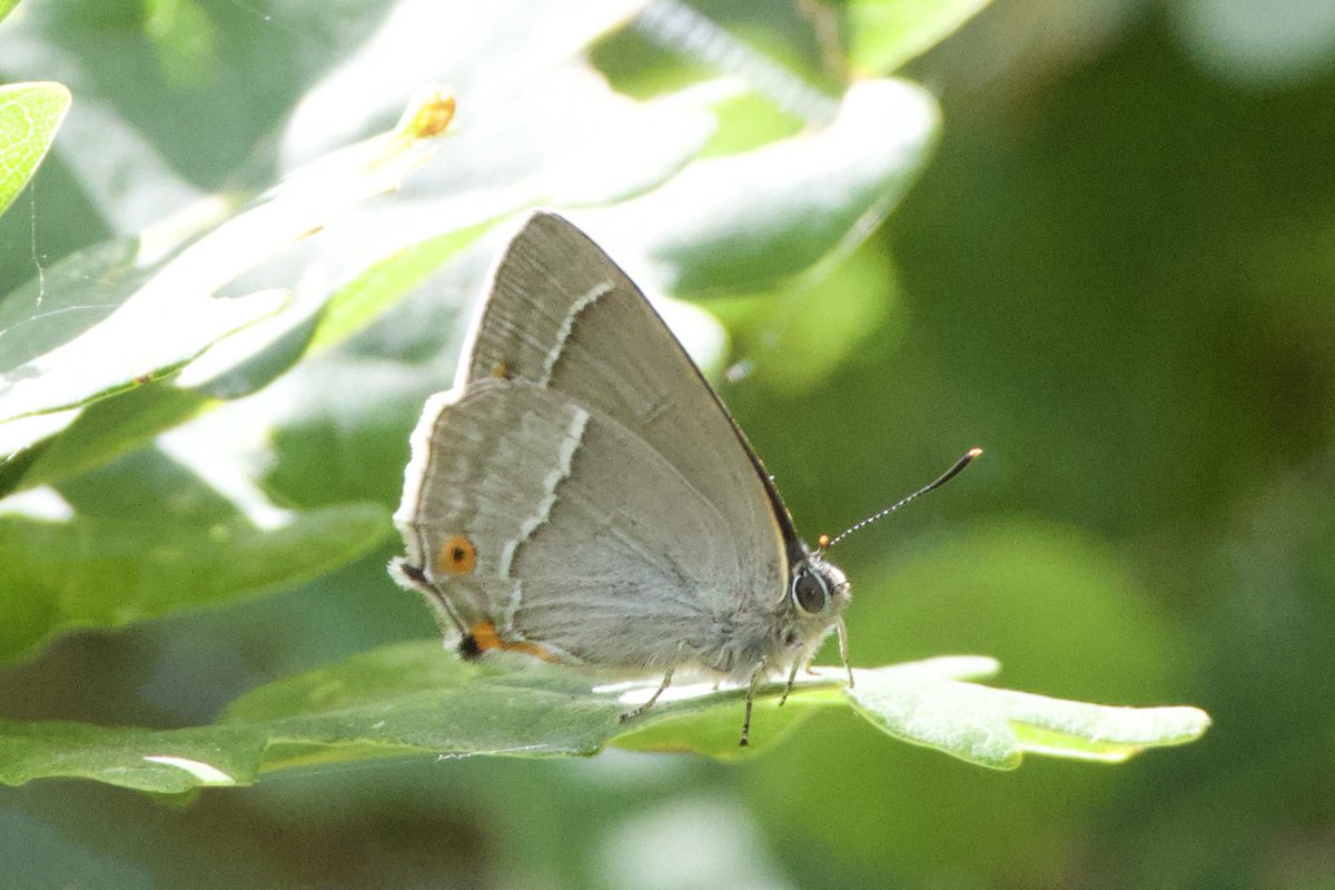 Purple day on the old road at Abberton EWT yesterday with 4+ Emperors and lots of Hairstreaks.