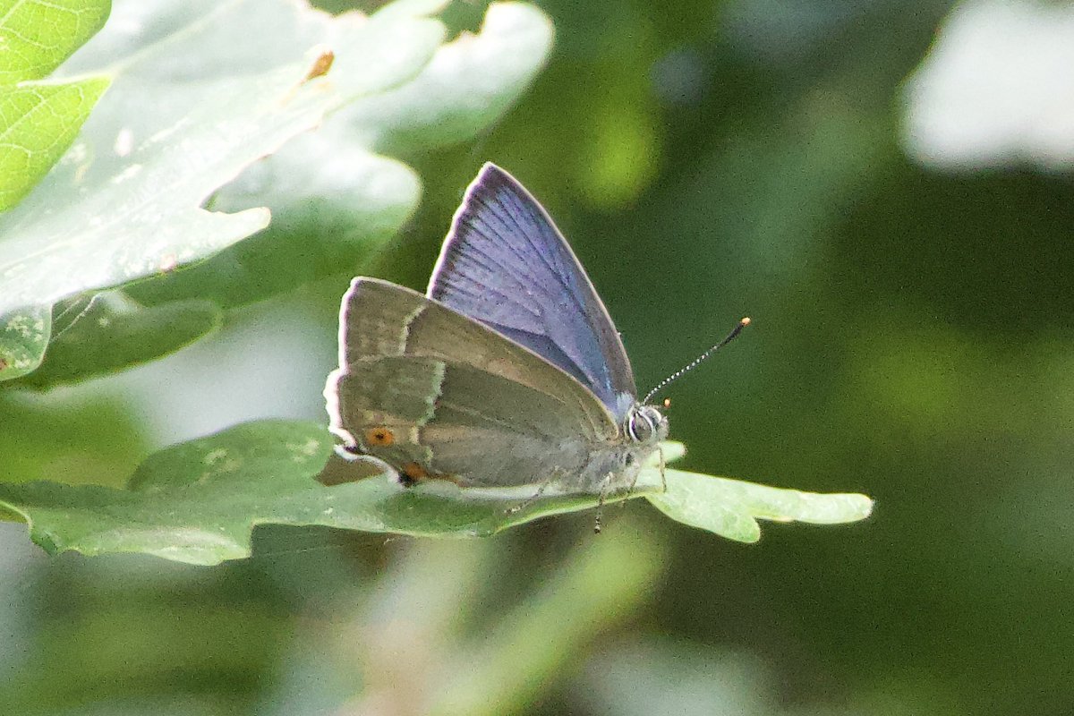 Glen Moore tweet media