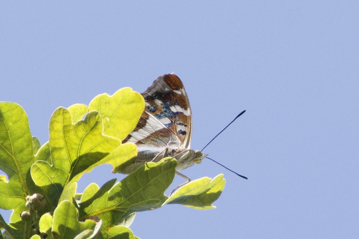 Glen Moore tweet media