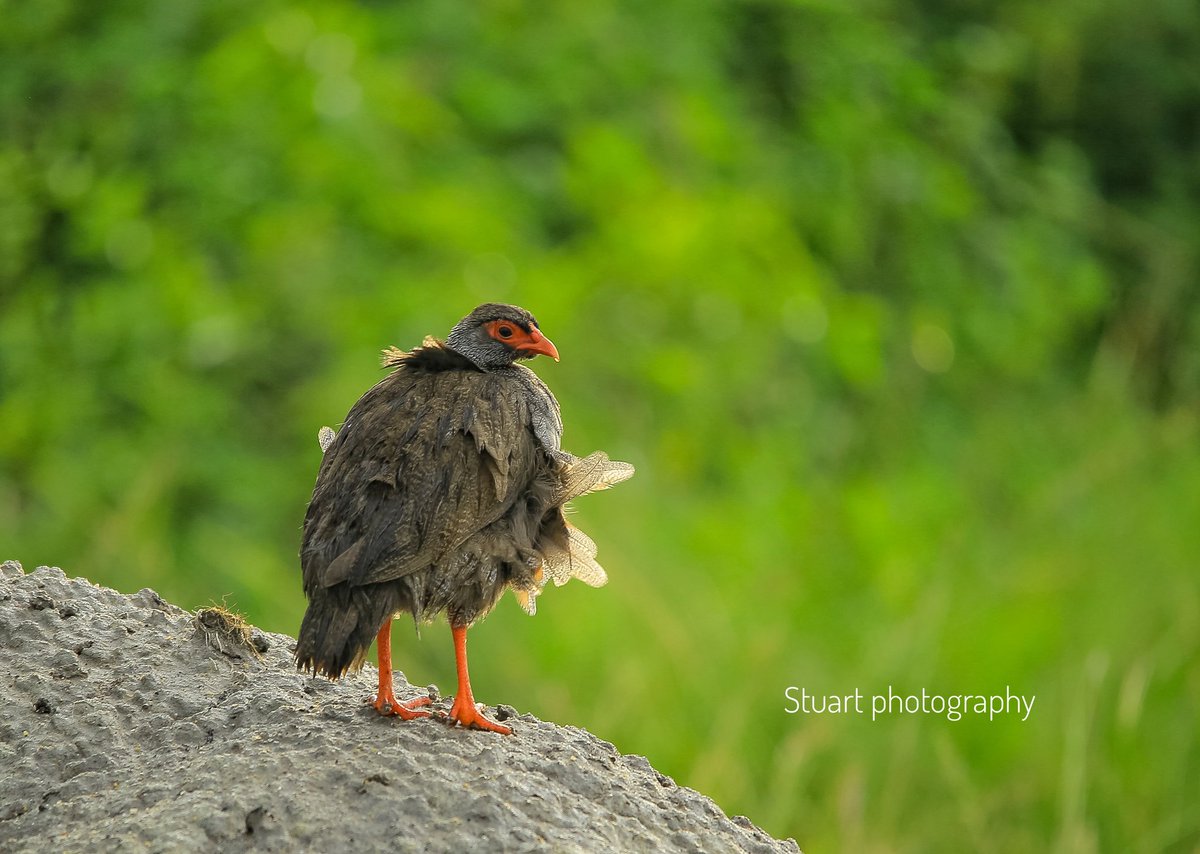 I bring you close to nature through my lens.

Comment with any bird photo from your lens
<a href="/ugwildlife/">Uganda Wildlife Authority</a> 
#visituganda
#birdingphotography
#wildlifephotography