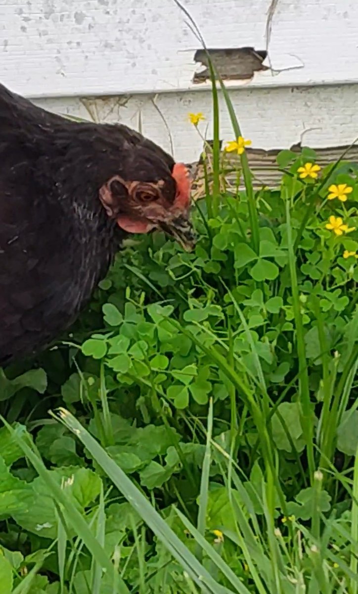 CJs_Chicks tweet media