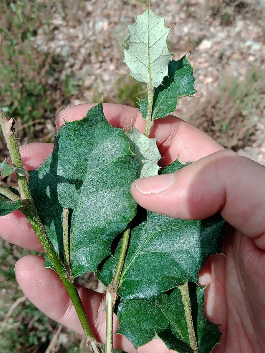 ¡Primera campaña veraniega 2025 del proyecto #MANAGE4FUTURE finalizada con éxito!Las encinas y los rebrotes han agradecido mucho las lluvias de la primavera, solo hay que ver el tamaño de los nuevos brotes y hojas.Impresionante la diferencia con los años anteriores. <a href="/FerrioPedro/">Juan Pedro Ferrio</a>