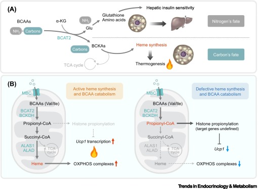 Trends_Endo_Met's tweet image. Online Now: Branched metabolic pathways to generate heme and heat dlvr.it/TLYCf4 #trends #endocrinology #metabolism